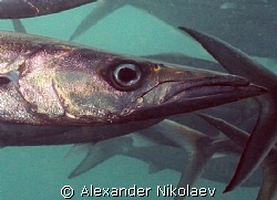 Barracuda. Dibba rock, Fugeira, UAE. by Alexander Nikolaev 